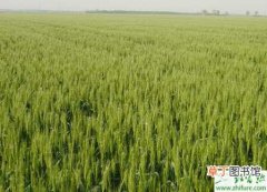 【小麦】种小麦中后期管理抓好“一喷三防”