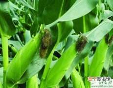 【花】种夏玉米花粒期管理技术措施