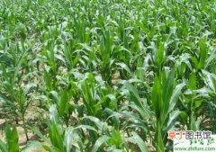 【玉米】种夏玉米中后期的田间管理措施