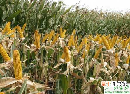 【玉米】种玉米后期的增产关键技术措施