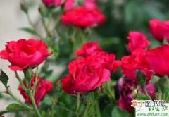 【常见】种玫瑰常见病虫害防治