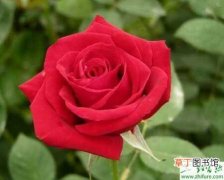 【玫瑰】栽培管理玫瑰的一些经验