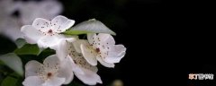 【花】木香花种植和管理方法