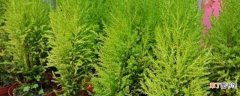 【植物】香松植物繁殖方法
