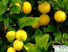 【种植】柠檬的种植栽培经验