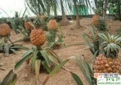 【冬季】种菠萝的防晒护果与冬季防寒管理