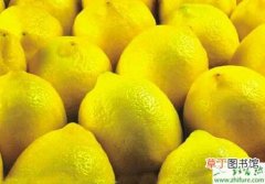 【柠檬】种柠檬鲜果采收技术要求