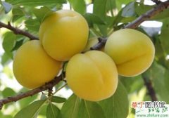 【树】种杏树增产的秘诀