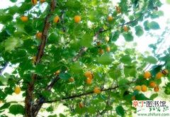 【树】种杏树采收后应及早施肥