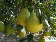 【树】种柚子之柚子树合理栽种经验