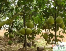 【高产】种柚子之柚子南果北移设施高产栽培