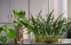 【植物】怎样判断水培植物是否烂根 水培植物烂根的原因分析