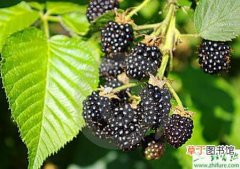 【种植】新疆种植美国黑莓技术
