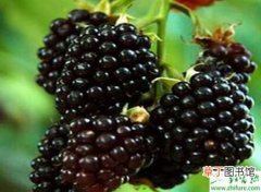 【栽培】种黑莓新品种宝森的引种栽培