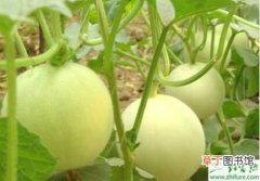 【育苗】种洋香瓜的育苗期管理