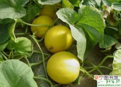 【香瓜】种洋香瓜的定植问题