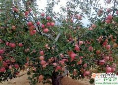 【防治】种苹果树缺钙的防治