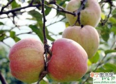【苹果树】种苹果之苹果树采收后的管理