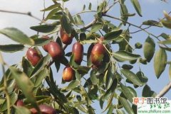 【防治】种枣树的如何防治坐果率低
