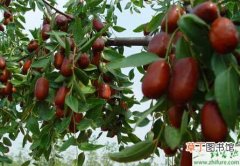 【防治】种枣树的旱害及防治措施