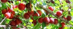 【桃】樱桃李的果子能吃 樱桃李的生长环境