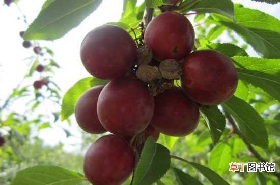 【桃】樱桃李的果子能吃 樱桃李的生长环境