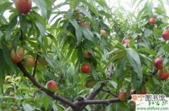 【桃树】种桃树早期丰产技术