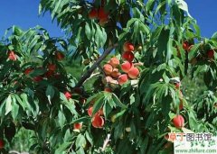 【防治】种桃树之桃细菌性穿孔病防治