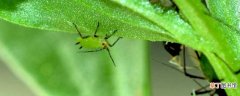 【蚜虫】蚜虫 地种蝇