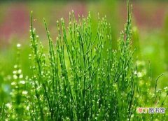 【养殖方法】竹节草的养殖方法 竹节草养殖注意事项