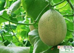 【栽培】大棚栽培哈密瓜的经验