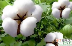 【营养】种棉花主要营养元素缺乏与过剩症状