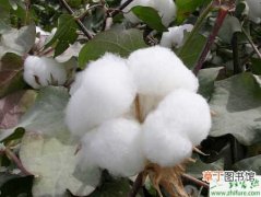 【棉花】如何正确使用乙烯利催熟棉花
