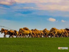 骆驼可以穿越沙漠，为什么牧民不大规模养？