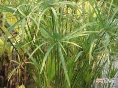 【叶子】水竹叶子发黄的原因分析和处理方法 水竹养护心得