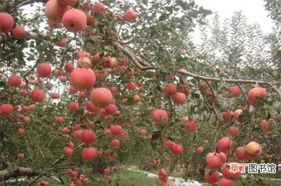【苹果树】苹果树冬天不会落叶