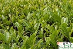 【防治】种茶叶炭疽病的防治
