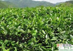 【施肥】种茶叶测土配方施肥