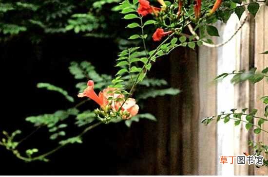 【阳台】适合阳台养殖的藤本花卉