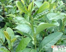 【茶叶】种茶叶生产中生物农药的应用