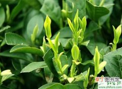 【冬季】种茶叶之冬季茶苗定植初期管理要点