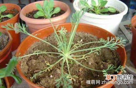 【种子】花菱草种子怎么种，花菱草播种方法说明