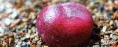 【桃】肉锥蟠桃和水蜜桃的区分方法 养殖肉锥蟠桃和水蜜桃的注意事项