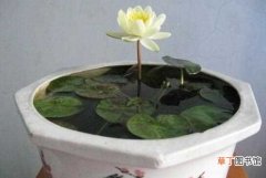 【莲】水养水莲花的缺陷 土养水莲花的种植方法