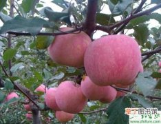 【园土】种苹果之苹果园土肥水的管理