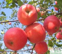【苹果树】幼龄苹果树秋季如何管理