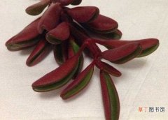 【繁殖】红背椒草枝插繁殖 红背椒草叶插繁殖