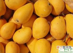 【冬季】种芒果之冬季袋装芒果苗管理