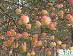 【园土】种苹果之苹果园土壤管理技术要点