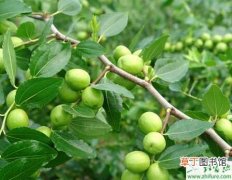【枣树】矮化密植栽培枣树的经验